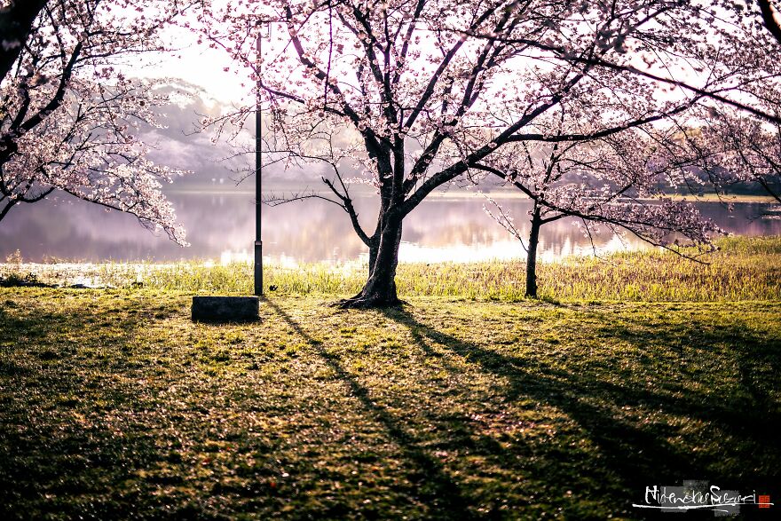 Japan Enchanting Cherry Blossom Photos