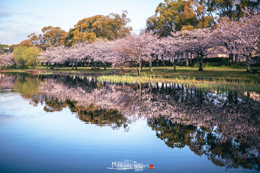 Beautiful Photos Of Sakura Blooming In Japan By Hidenobu Suzuki