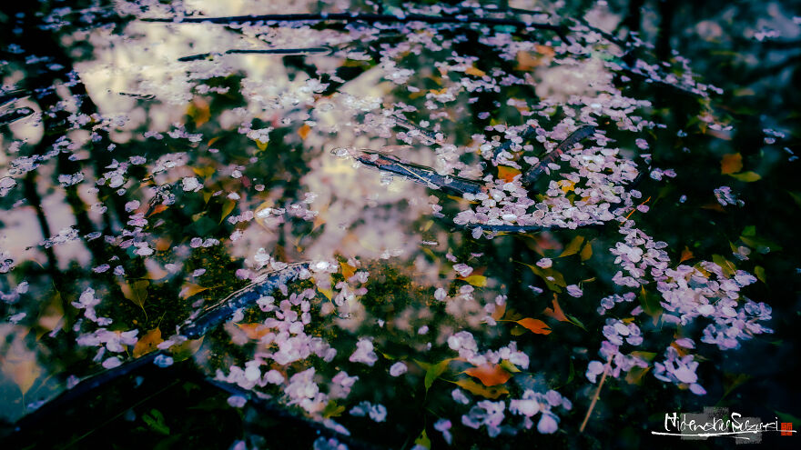 Beautiful Photos Of Sakura Blooming In Japan By Hidenobu Suzuki