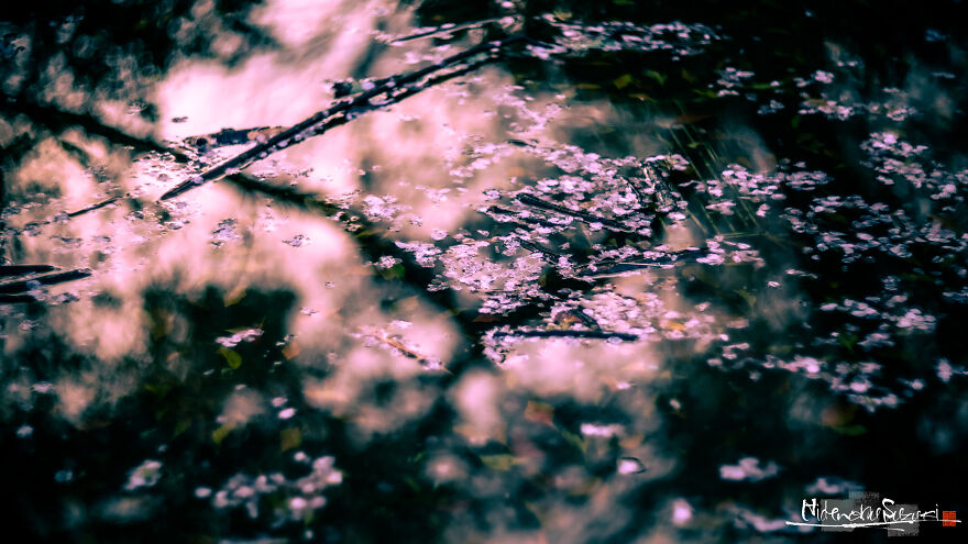 Beautiful Photos Of Sakura Blooming In Japan By Hidenobu Suzuki