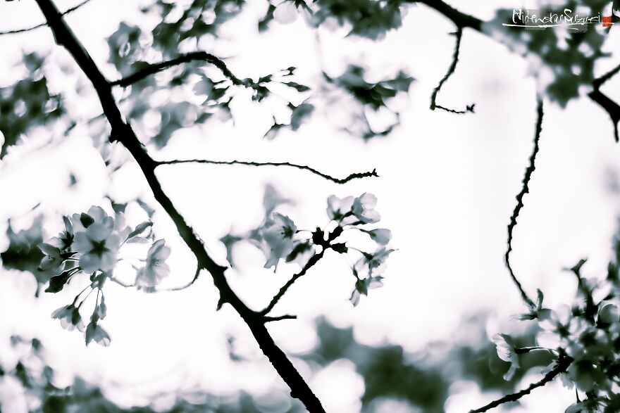 Beautiful Photos Of Sakura Blooming In Japan By Hidenobu Suzuki