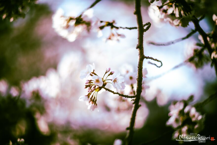 Beautiful Photos Of Sakura Blooming In Japan By Hidenobu Suzuki