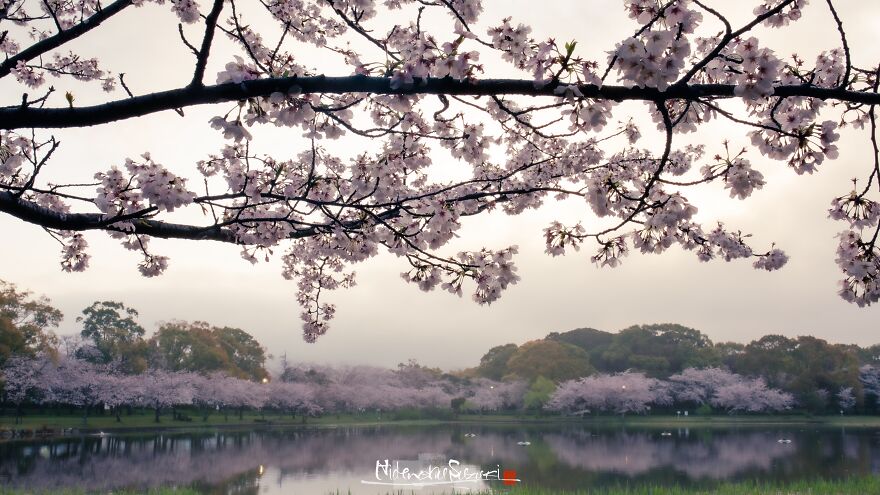 Beautiful Photos Of Sakura Blooming In Japan By Hidenobu Suzuki