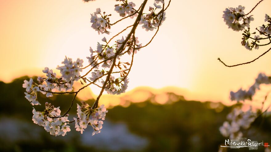 Japan Enchanting Cherry Blossom Photos