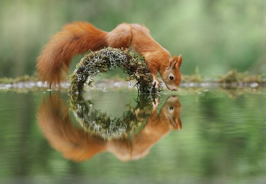 Austrian Wildlife Photography By Julian Rad