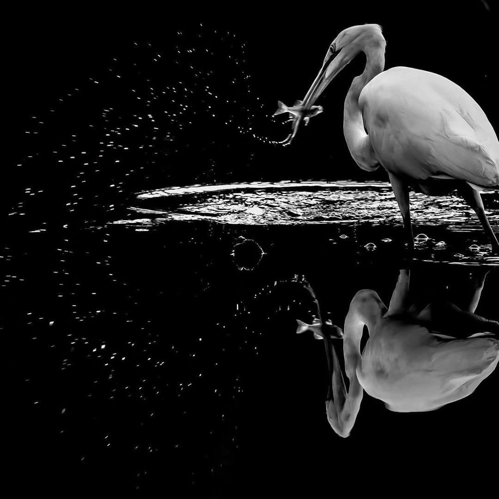 Winners Of Black and White Photo Competition By Masters Of Photography