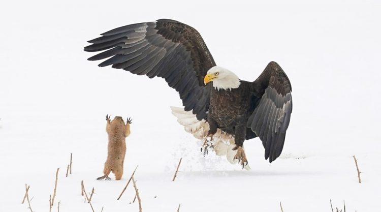 Best Entries So Far From Comedy Wildlife Photography Awards 2021