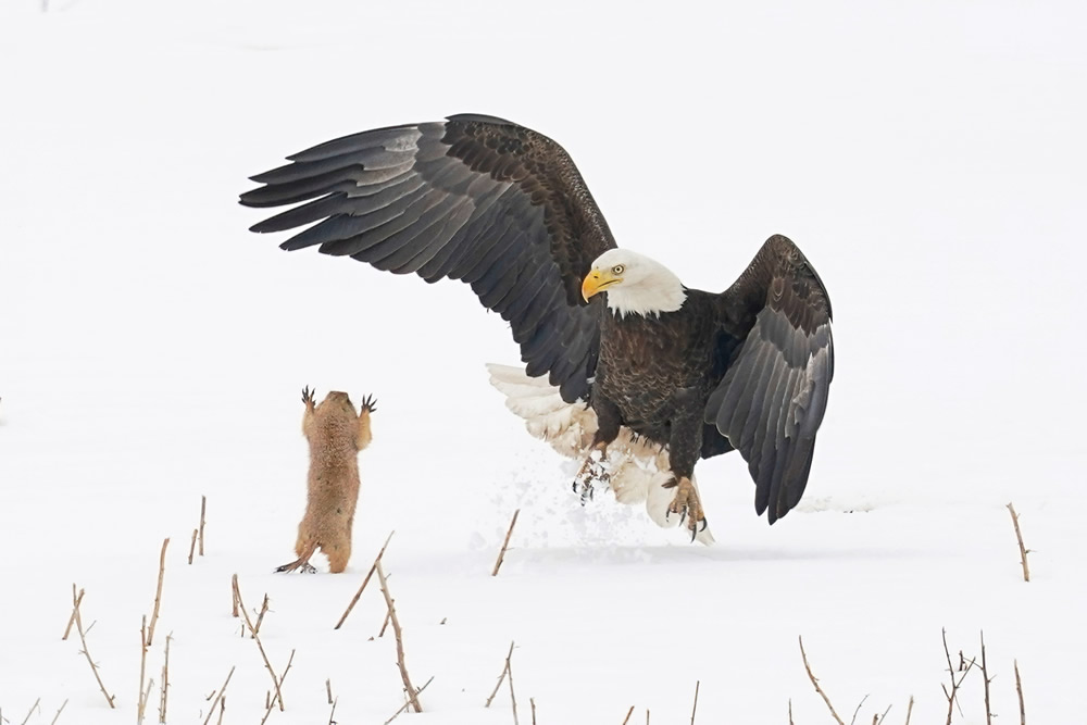 Best Entries So Far From Comedy Wildlife Photography Awards