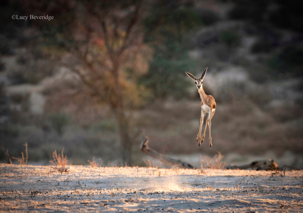 Best Entries So Far From Comedy Wildlife Photography Awards