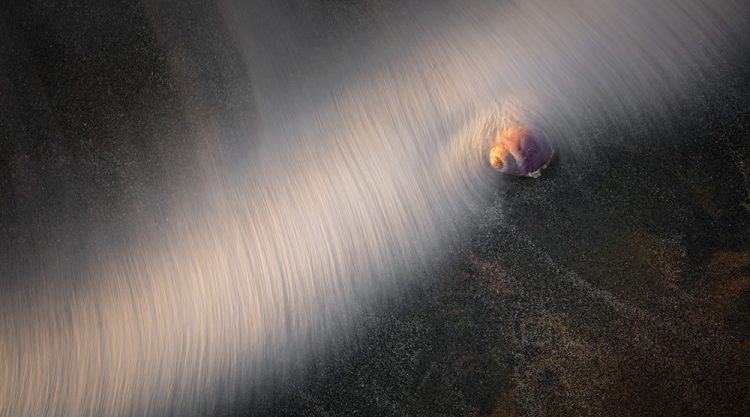 Ghost In The Shell: Organic Objects Found At The Tideline By Rachael Talibart