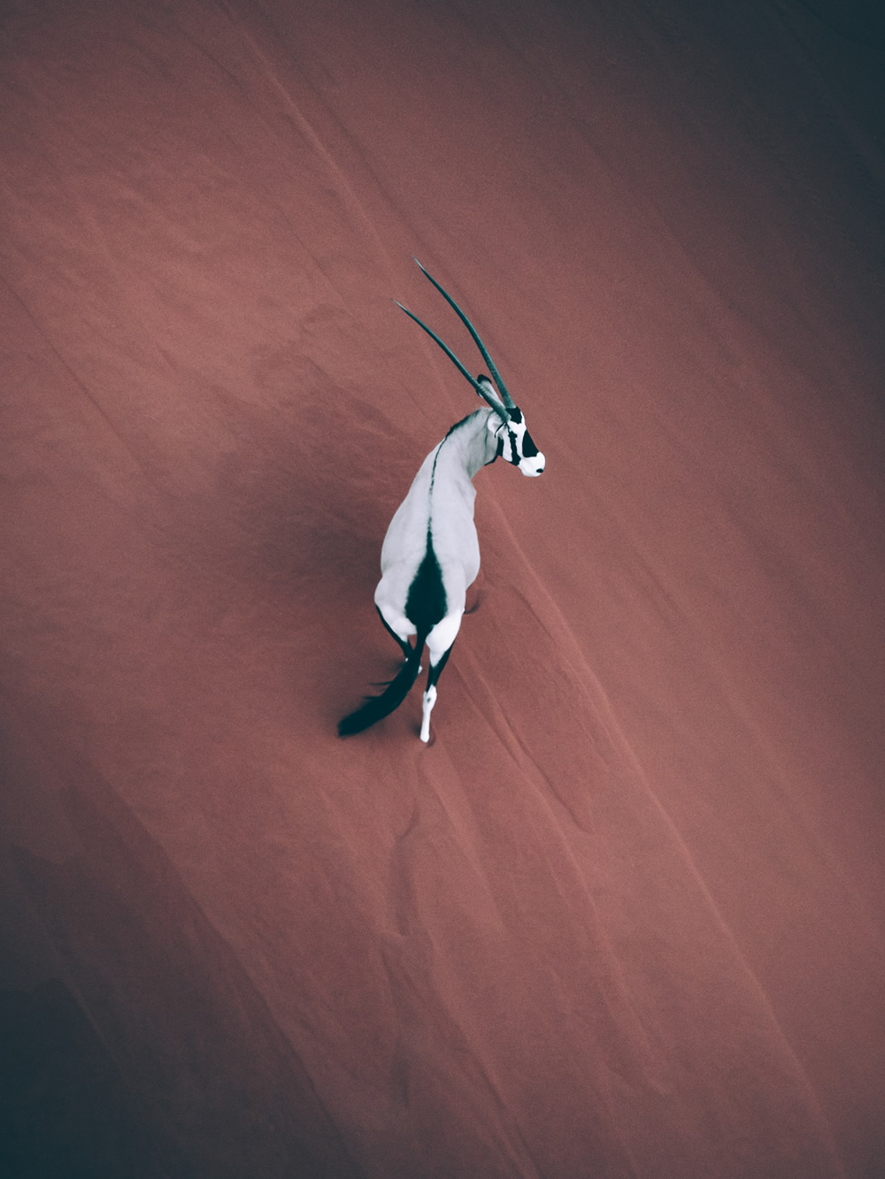 Namibia, Full Of Life: Beautiful Desert Photography By Tobias Hagg