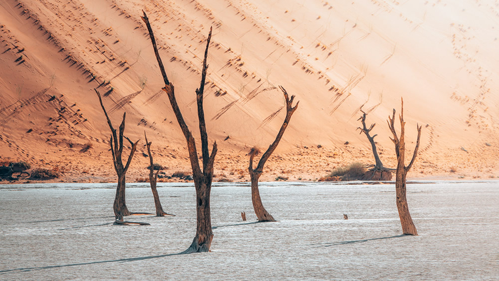 Namibia, Full Of Life: Beautiful Desert Photography By Tobias Hagg