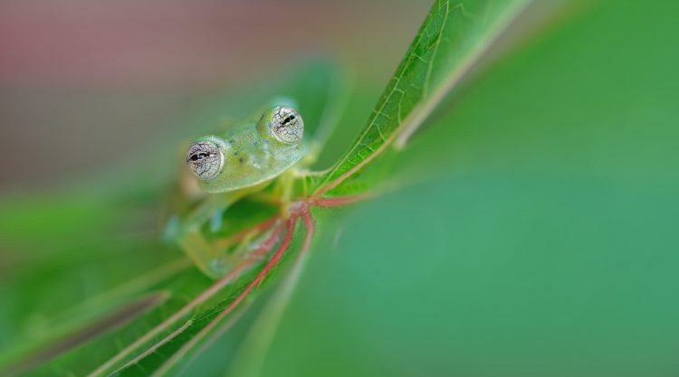 WildArt Photographer Of The Year: Winners Of EYES Competition