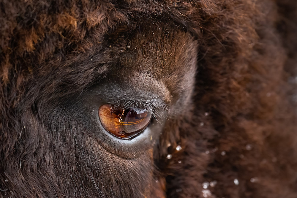 WildArt Photographer Of The Year: Winners Of EYES Competition
