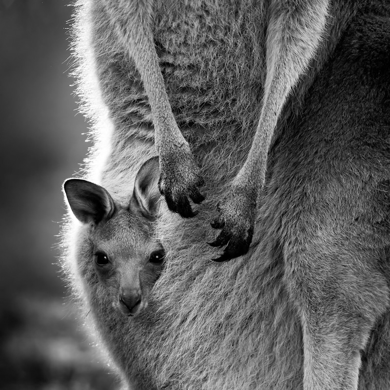 WildArt Photographer Of The Year: Winners Of EYES Competition