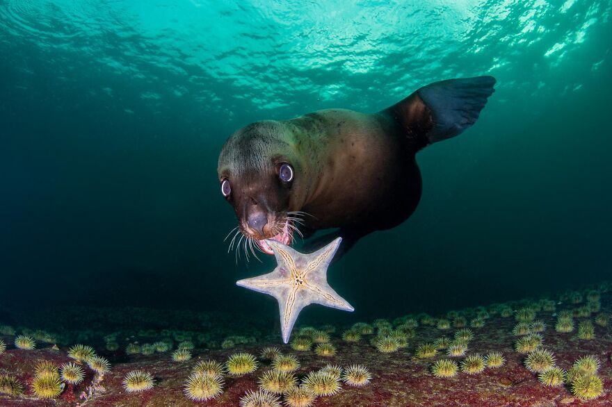 How to Photograph Dolphins Underwater - Nature TTL