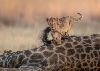 nature ttl photographer of the year 2021
