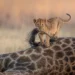 nature ttl photographer of the year 2021