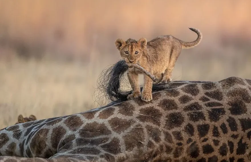 nature ttl photographer of the year 2021