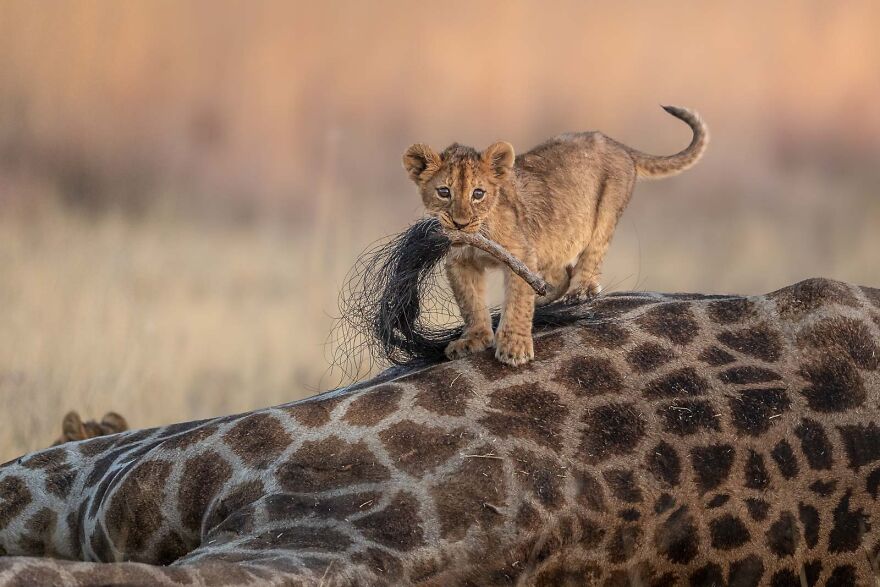 50 Stunning Winners & Honorable Mentions Of Nature TTL 2021 Contest