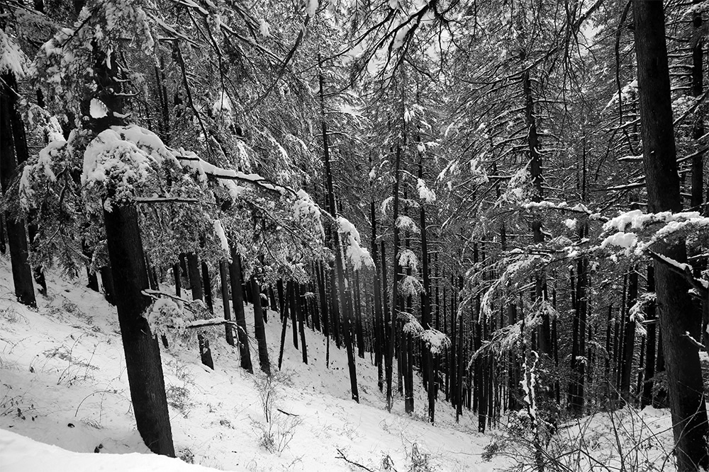 Beautiful Shimla In Black And White By Chanda Mathur