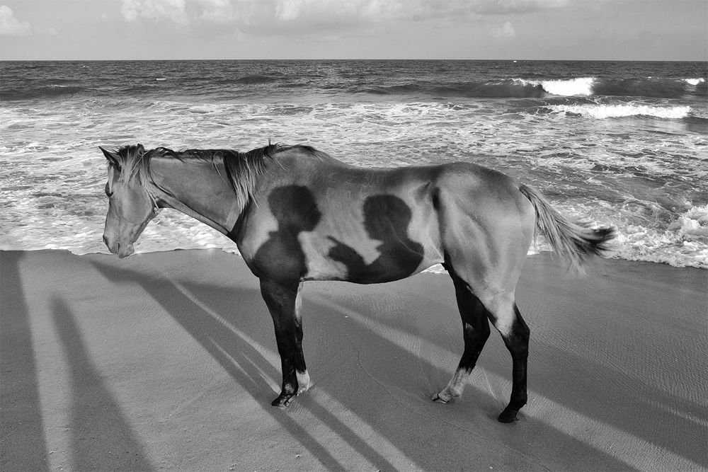 25 Amazing Photos From Animal IN Street Instagram Page
