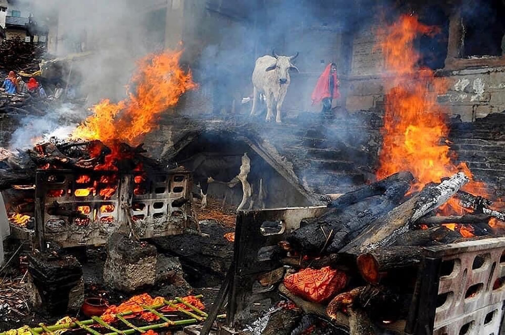 Amazing Photos From Animal IN Street Instagram Page 