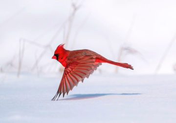 The 2021 Audubon Photography Awards: Winners and Honorable Mentions