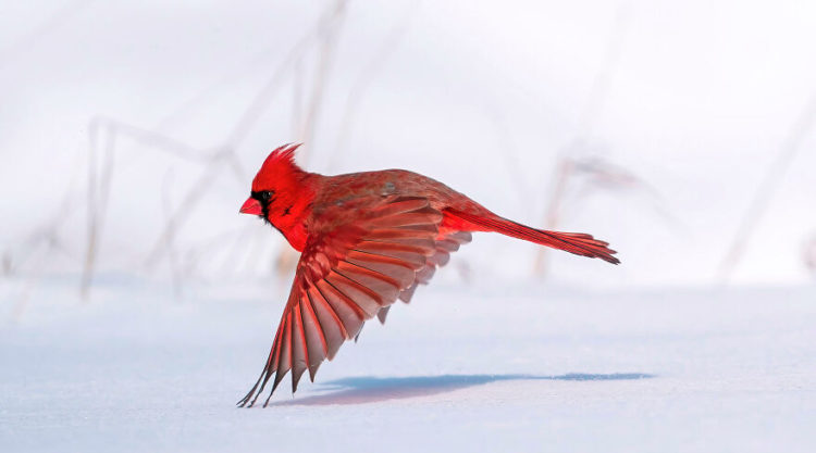 The 2021 Audubon Photography Awards: Winners and Honorable Mentions