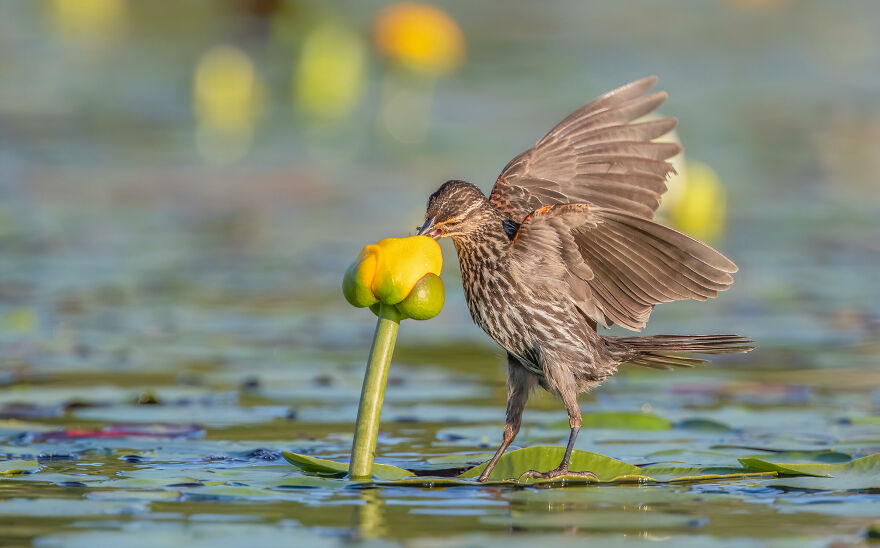The 2021 Audubon Photography Awards: Winners and Honorable Mentions