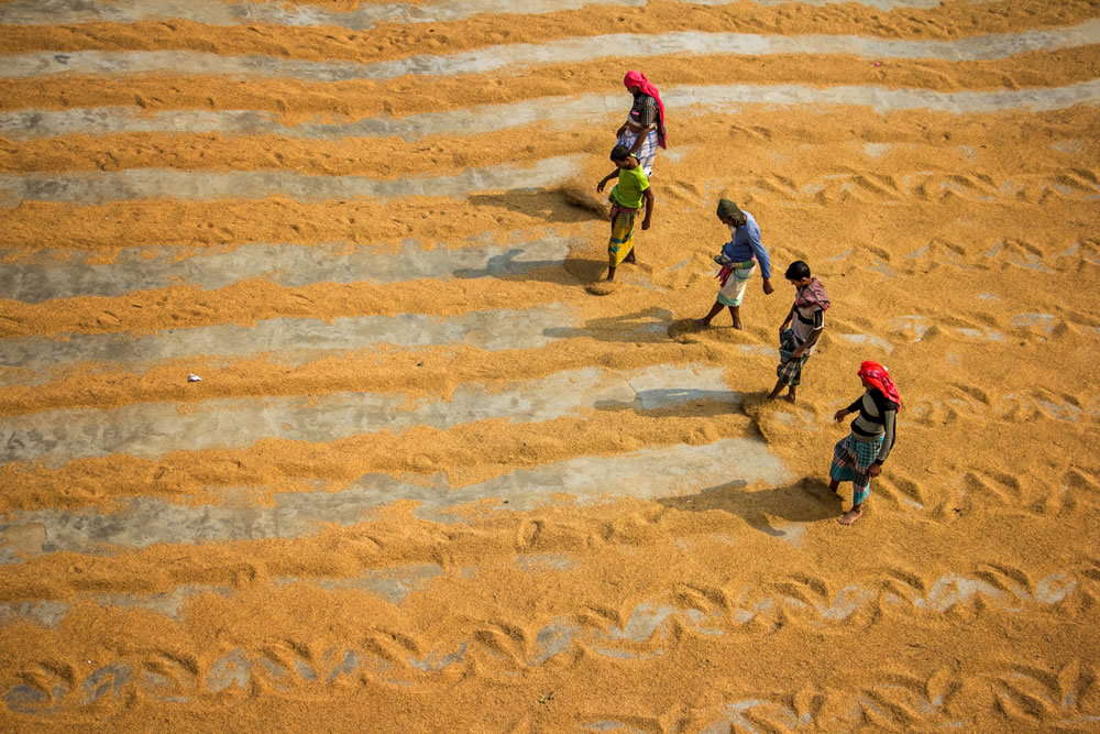 Drying The Paddy In The Sunlight Chatal By Rayhan Ahmed