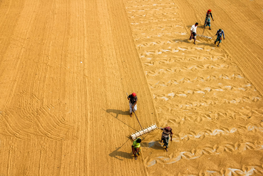 Drying The Paddy In The Sunlight Chatal By Rayhan Ahmed