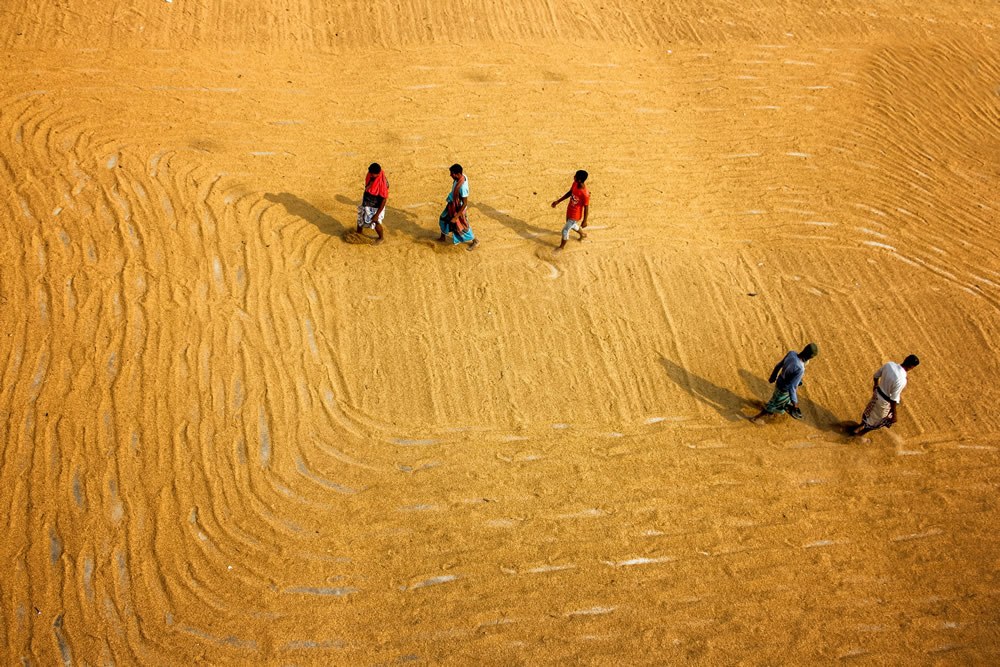 Drying The Paddy In The Sunlight Chatal By Rayhan Ahmed