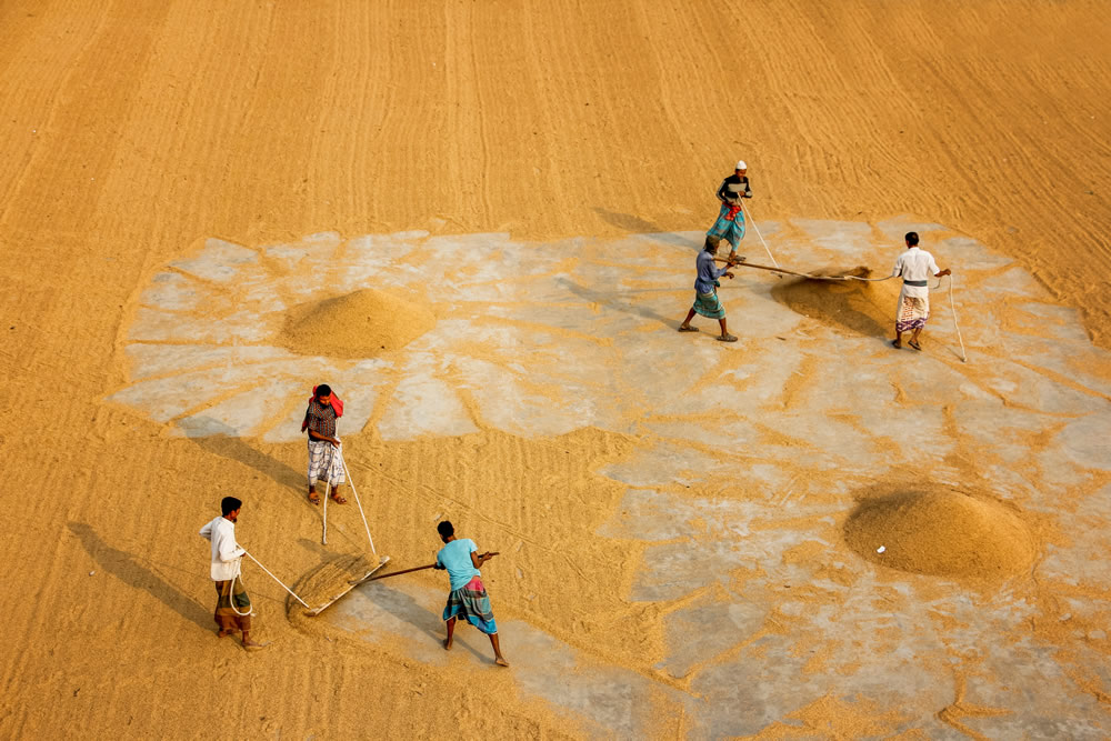 Drying The Paddy In The Sunlight Chatal By Rayhan Ahmed