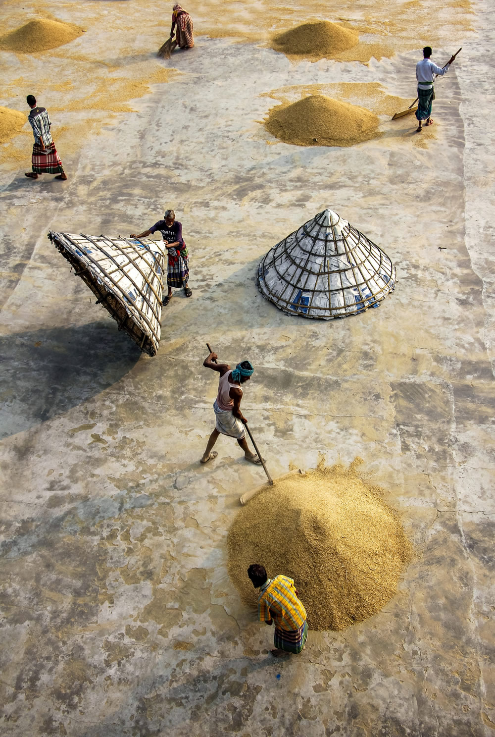 Drying The Paddy In The Sunlight Chatal By Rayhan Ahmed