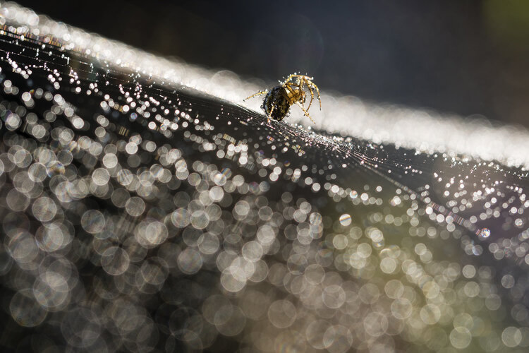 LIGHT: WildArt Photographer of the Year Winners