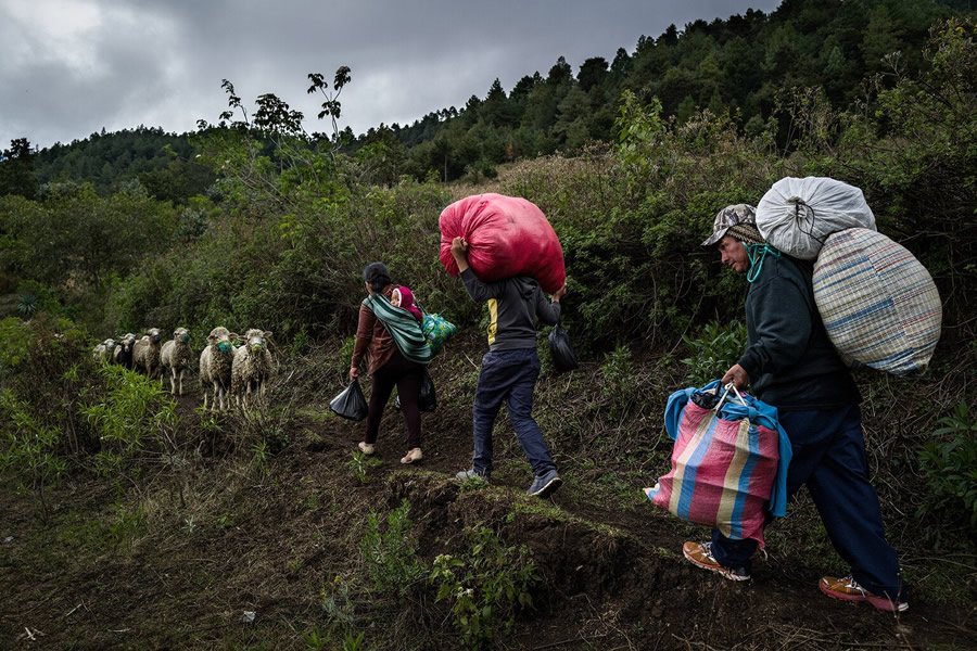 Winning Photos Of Wellcome Photography Prize 2021