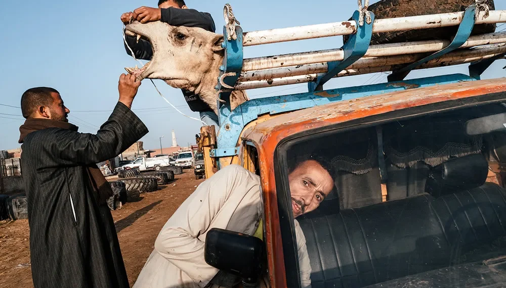 Men handling a camel loaded onto a truck at market