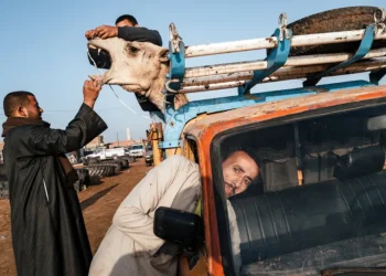 Men handling a camel loaded onto a truck at market