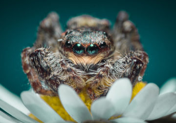 Here Are My Best 23 Macro Photographs With My Former Lens By Niki Colemont