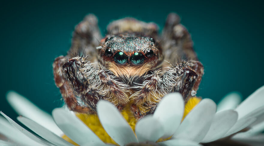 Best Macro Photography By Niki Colemont