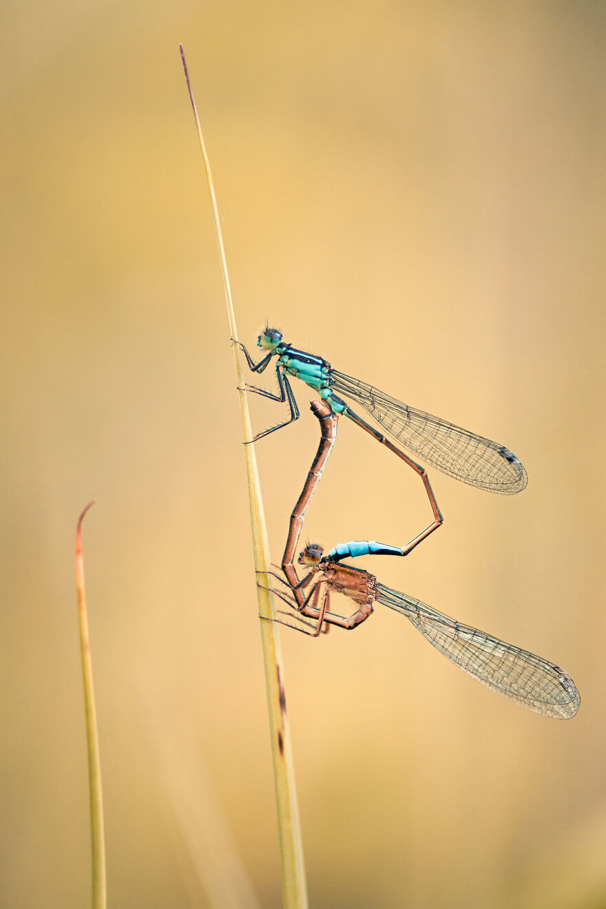 Best Macro Photography By Niki Colemont