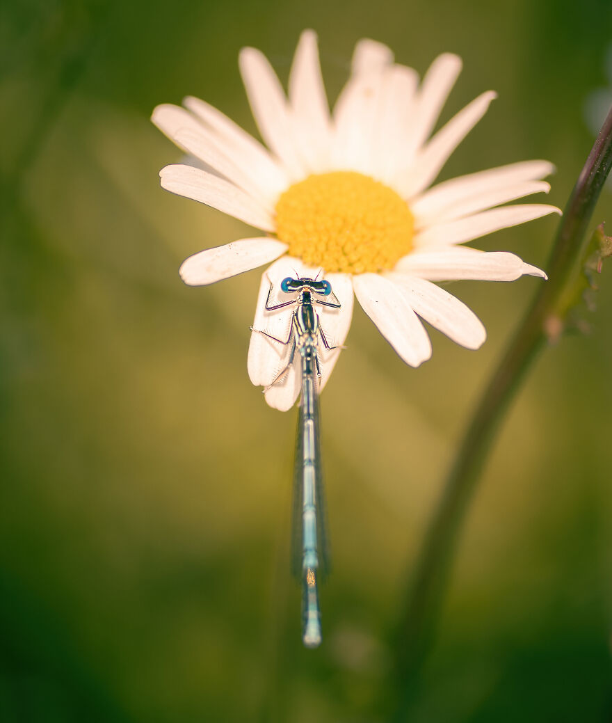 Best Macro Photography By Niki Colemont