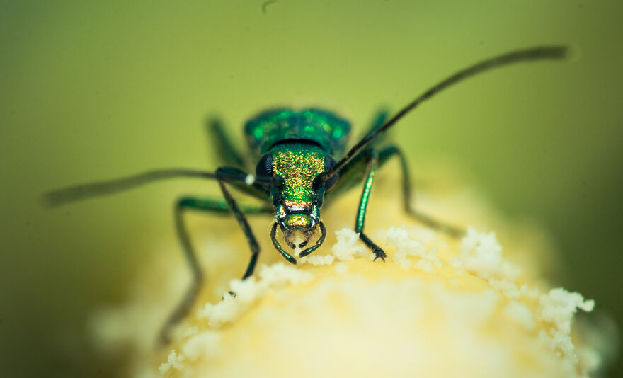 Best Macro Photography By Niki Colemont