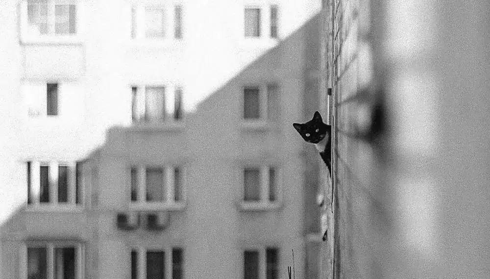 A cat peeks around building corner, city backdrop