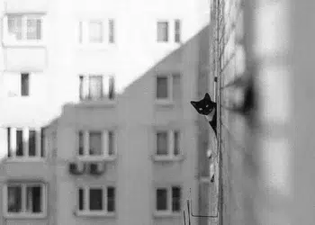 A cat peeks around building corner, city backdrop