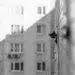 A cat peeks around building corner, city backdrop