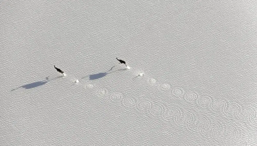 Aerial view of two birds walking across snow, leaving tracks