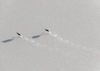 Aerial view of two birds walking across snow, leaving tracks