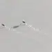 Aerial view of two birds walking across snow, leaving tracks